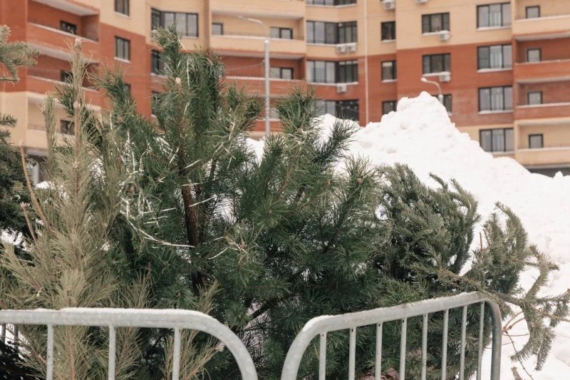 Акция «Сдай ёлку на переработку» завершится 8 февраля