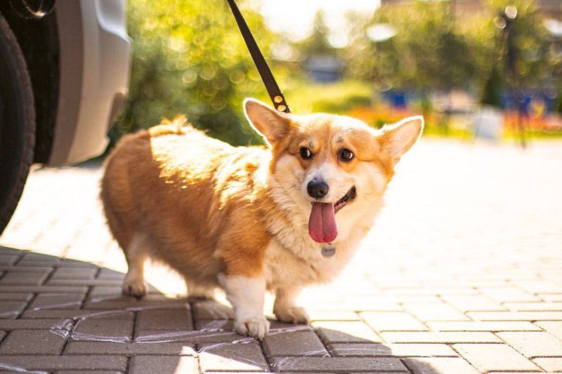 В Подмосковье запущена онлайн-регистрация домашних животных