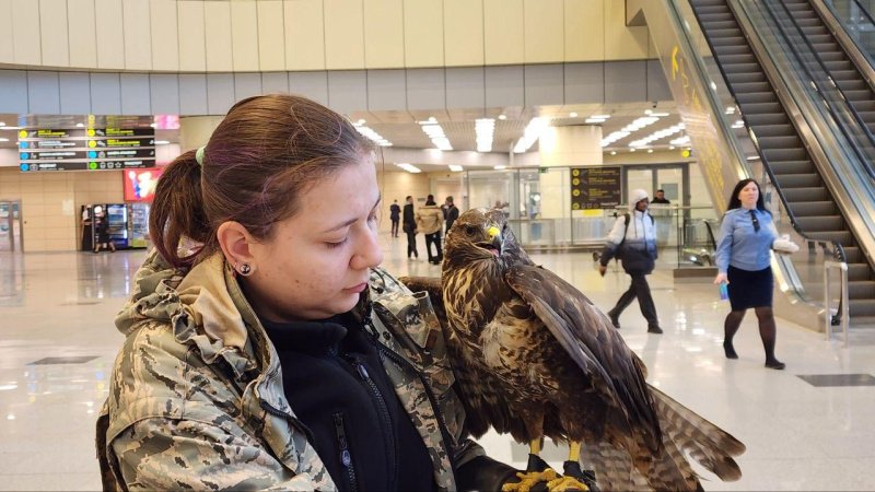 В Домодедово орнитолог объясняет, как добиться доверия птиц для обеспечения безопасности