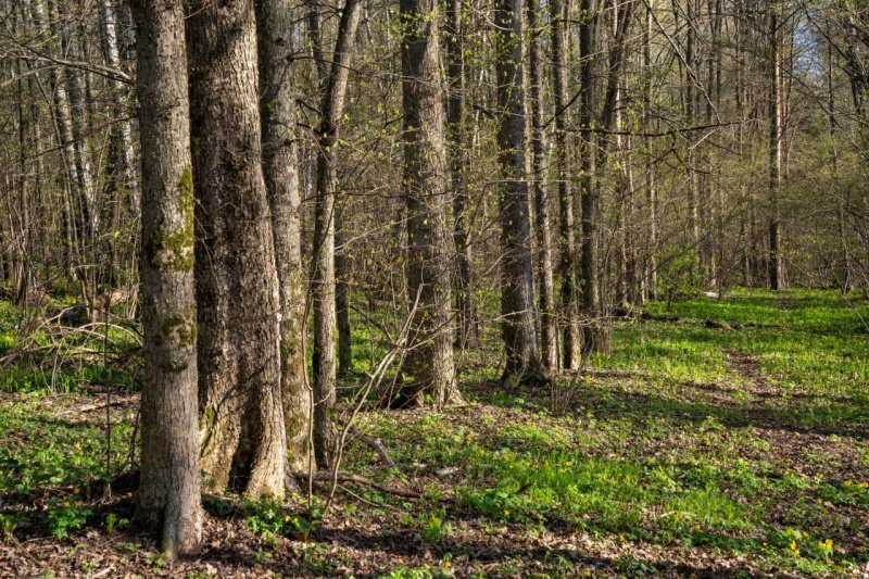 В 2025 году в Домодедово провели уборку неликвидной древесины на территории более 154 гектаров 