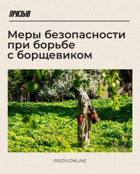 В Домодедово проводится ликвидация борщевика