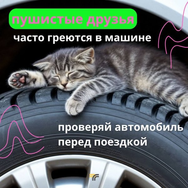 Холодает, и котики ищут тёплое местечко, забираясь погреться на колёса или под капот машины 