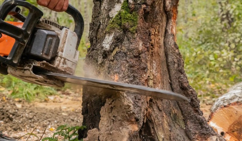 Сотрудники Подольского лесничества продолжат работу по воспроизводству лесов и лесоразведению