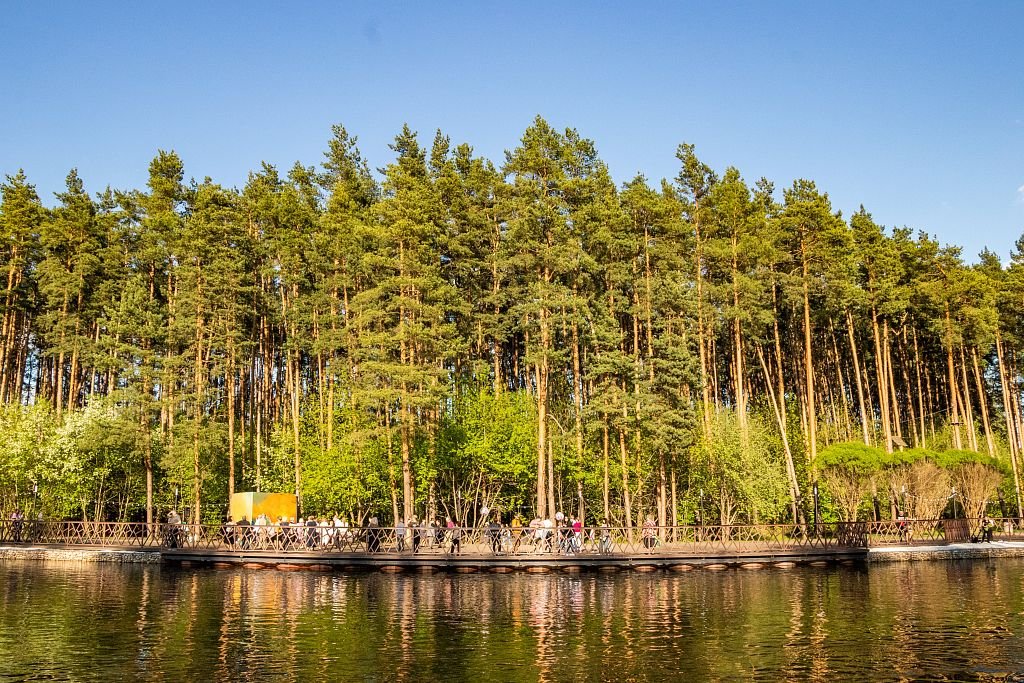 Лес и лис парк елочки